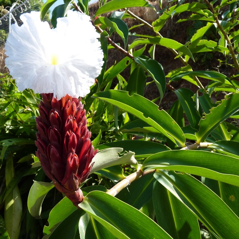 plante de gingembre comestible