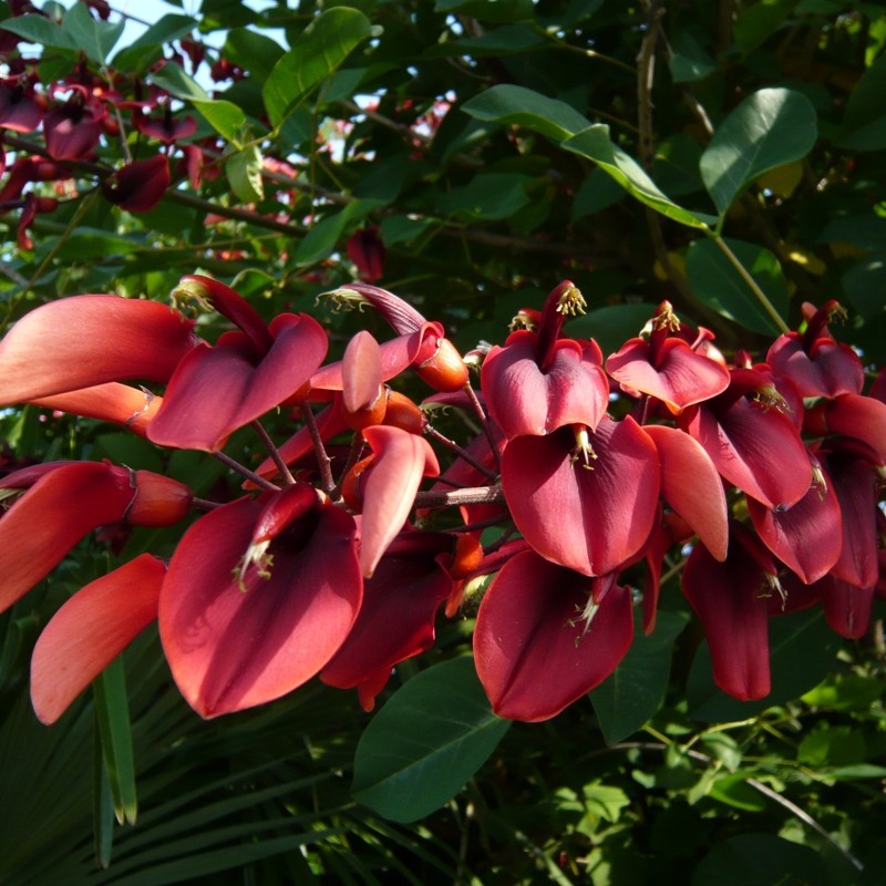 Arbres Tropicaux Pépinière Nature Et Tropiques Plantes